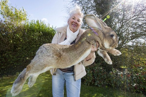 Đây là Darius, chú thỏ lớn nhất mà thế giới từng biết đến